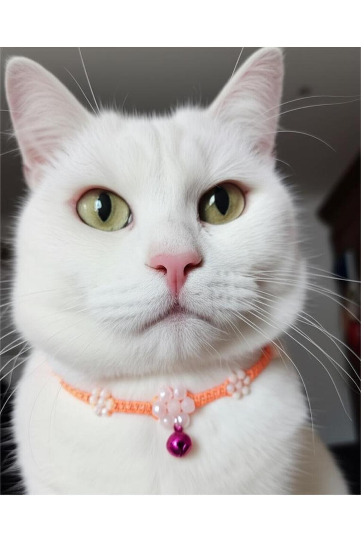 Açık Pembe Çin Kristali Çiçek ve Pembe Zilli Turuncu Kedi ve Küçük Irk Köpek Tasması Turuncu