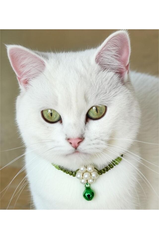 İnci ve Yeşil Çin Kristali Çiçek Detay Yeşil Zilli Yeşil Kedi ve Küçük Irk Köpek Tasması Yeşil